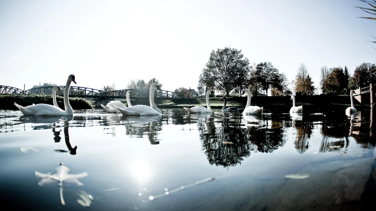 Mehrere weiße Schwäne schwimmen auf einem ruhigen Fluss, im Hintergrund sind eine Brücke und Bäume zu sehen.