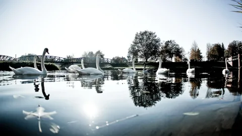 Mehrere weiße Schwäne schwimmen auf einem ruhigen Fluss, im Hintergrund sind eine Brücke und Bäume zu sehen.