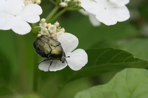 Ein glänzend grüner Käfer sitzt auf einer weißen Blüte vor grünem Laub.