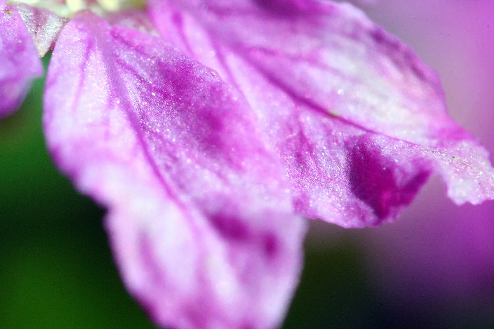 Makroaufnahme lila Blütenblätter mit feinen glitzernden Tröpfchen und sichtbaren Blattadern, im Hintergrund unscharfes Grün und Violett