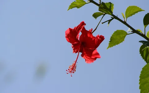 Eine rote Hibiskusblüte mit gelbem Staubblatt und langem Stempel hängt an einem Zweig mit grünen Blättern vor hellblauem Himmel.