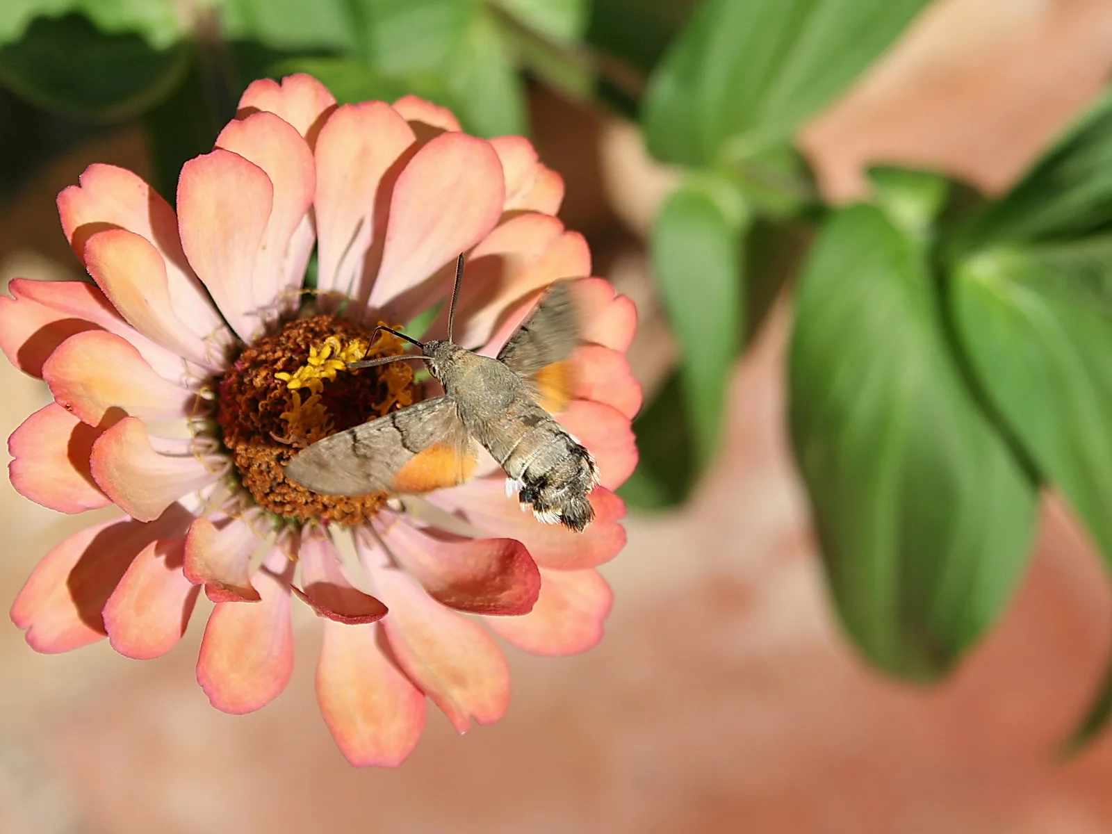 Ein Taubenschwänzchen mit ausgebreiteten Flügeln sitzt seitlich an einer rosafarbenen Zinnienblüte und trinkt Nektar. Im Hintergrund sind unscharfe grüne Blätter und ein rötlicher Untergrund zu sehen.