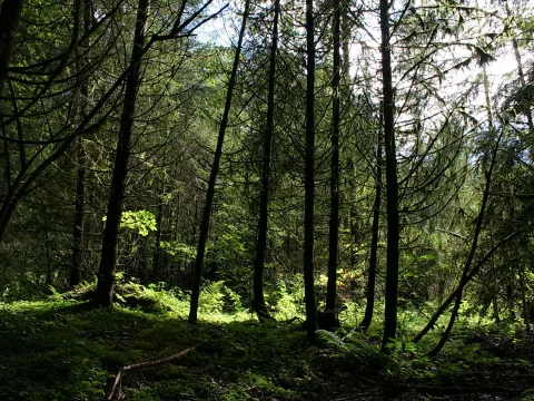 Hochgewachsene Nadelbäume mit dunklen Stämmen stehen in einem Wald, Sonnenlicht fällt auf Farne und Moosboden am Waldrand.