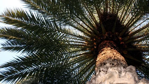 Blick von unten auf eine Dattelpalme mit dichter Krone aus langen, grünen Wedeln und einem sandfarbenen Stamm vor hellem Himmel.