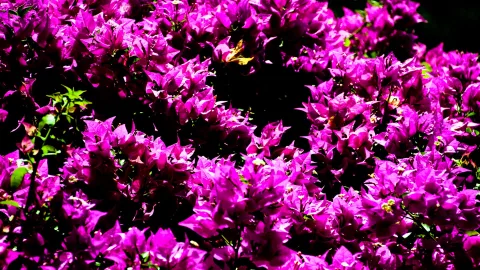 Dichter Strauch mit violetten Bougainvillea-Blüten vor dunklem Hintergrund, Sonnenlicht auf einzelnen Blütenbüscheln.