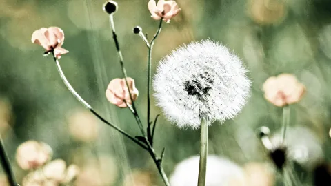 Eine weiße Pusteblume mit feinen Samenschirmchen steht im Vordergrund, daneben verzweigt sich ein Stängel mit rosafarbenen Blüten und Knospen. Der Hintergrund ist grün und unscharf.