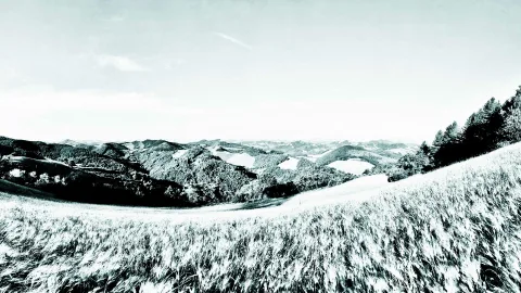 Schwarzweißes Panorama mit welligen Hügeln, Wäldern und einem hohen Getreidefeld im Vordergrund unter hellem Himmel