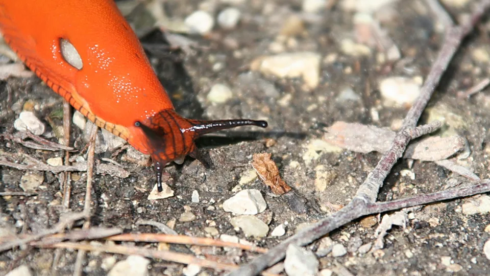 Nahaufnahme einer orangeroten Nacktschnecke mit ausgestreckten Fühlern, die über kleine Steine und trockene Zweige auf dunklem Boden kriecht.