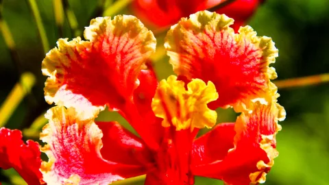 Nahaufnahme einer roten Blüte mit gelb gekräuselten Rändern, in der Mitte gelbe Staubblätter, unscharfer grüner Hintergrund.