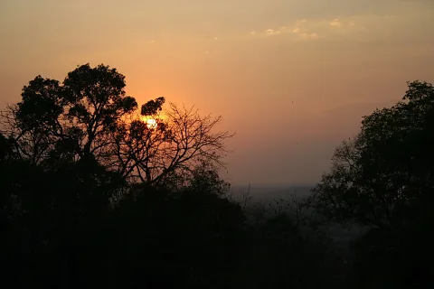 Dunkle Silhouetten von Bäumen vor einer orangefarbenen, diesigen Abendhimmel, die Sonne steht tief zwischen den Ästen.