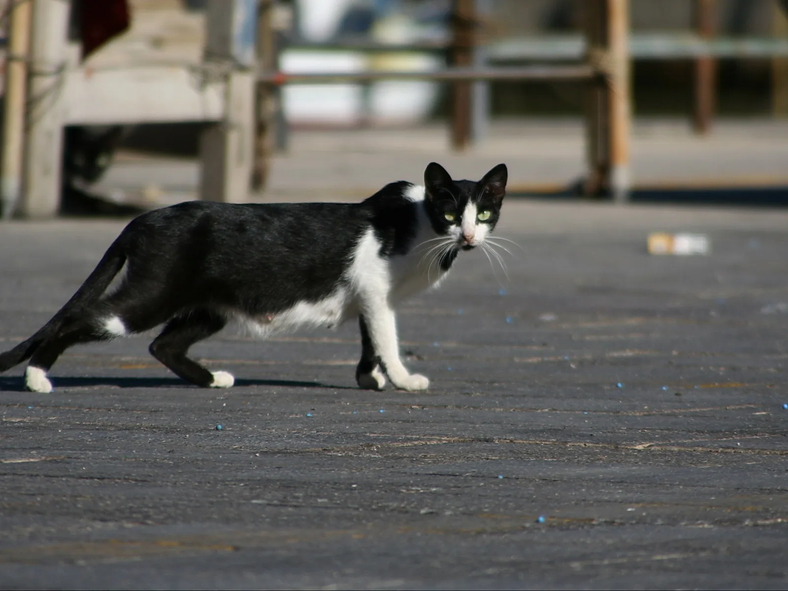 Schwarz-weiß gescheckte Katze läuft nach links über einen grauen Betonboden, der Kopf ist dem Betrachter zugewandt, im Hintergrund unscharfe Geländer und Mauern.