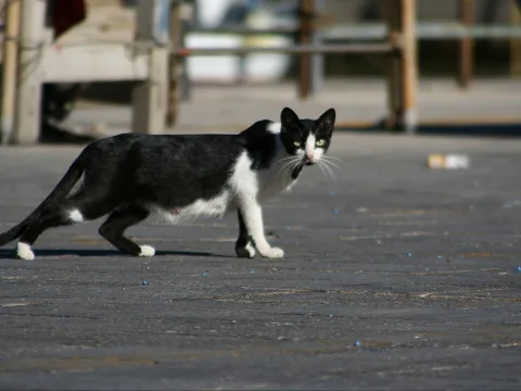 Schwarz-weiß gescheckte Katze läuft nach links über einen grauen Betonboden, der Kopf ist dem Betrachter zugewandt, im Hintergrund unscharfe Geländer und Mauern.
