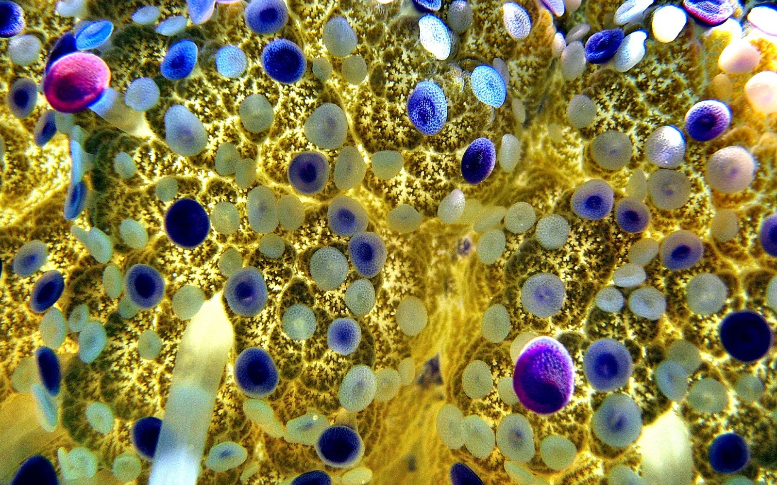 Nahaufnahme einer Qualle von unten mit dicht verteilten blauen und hellen Punkten auf gelb leuchtendem, netzartigem Gewebe