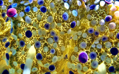 Nahaufnahme einer Qualle von unten mit dicht verteilten blauen und hellen Punkten auf gelb leuchtendem, netzartigem Gewebe