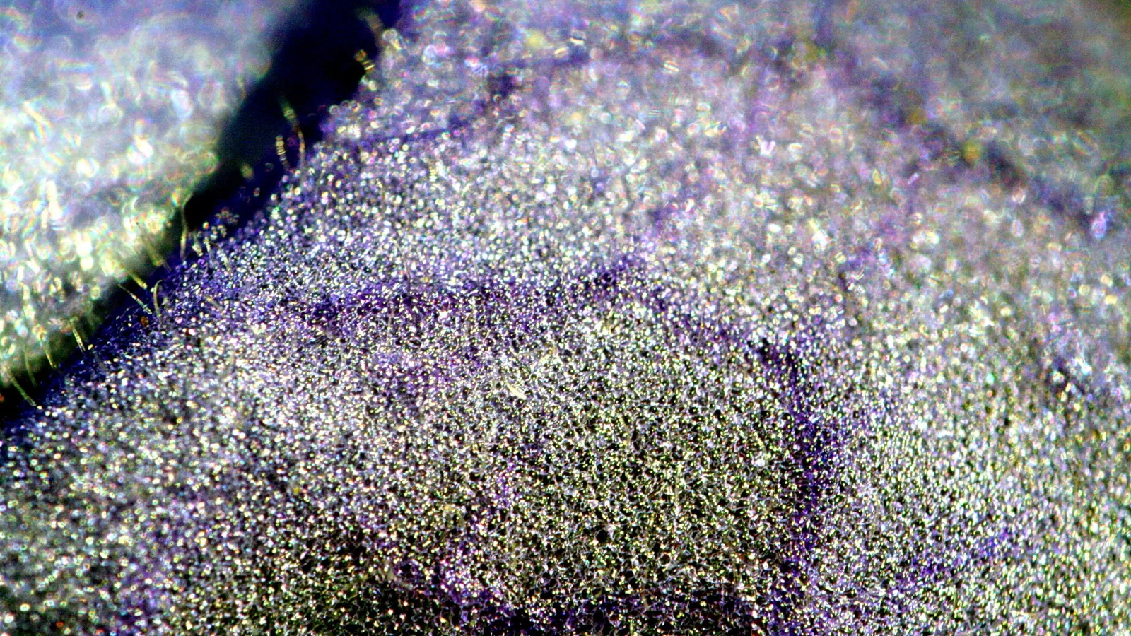 Makroaufnahme einer violett getönten Pflanzenoberfläche, übersät mit winzigen, glänzenden Härchen und Tröpfchen