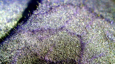 Makroaufnahme einer violett getönten Pflanzenoberfläche, übersät mit winzigen, glänzenden Härchen und Tröpfchen