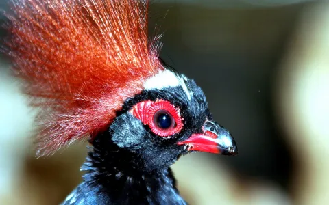 Nahaufnahme des Kopfes eines schwarzen Vogels mit aufgestelltem rotem Federschopf, rotem Augenring und rot-schwarzem Schnabel vor unscharfem Hintergrund.