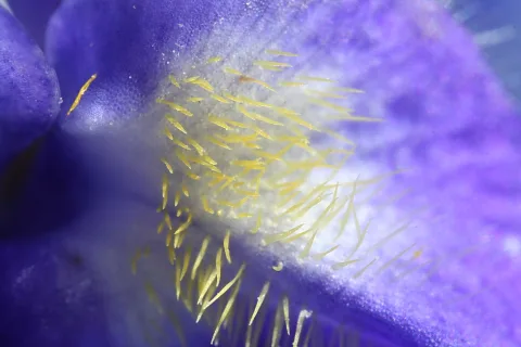 Makroaufnahme einer violetten Blüte mit dicht stehenden gelben Staubfäden in der Mitte.