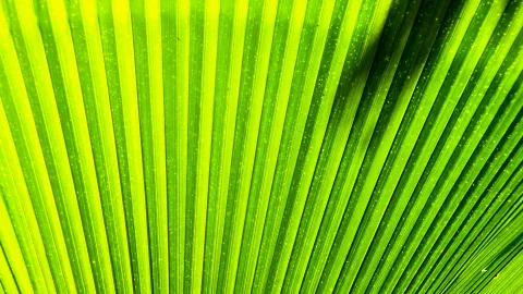 Nahaufnahme eines grünen Fächerpalmenblatts mit radial verlaufenden Blattfalten, von Sonnenlicht durchschienen