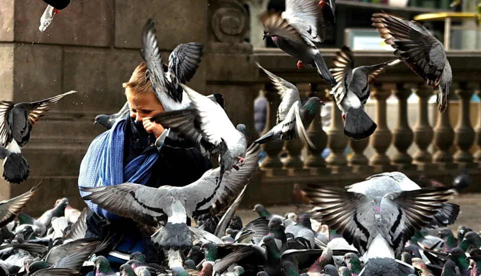 Ein Junge mit blauem Schal hält sich die Hände vors Gesicht, um ihn herum fliegen und sitzen zahlreiche Tauben.