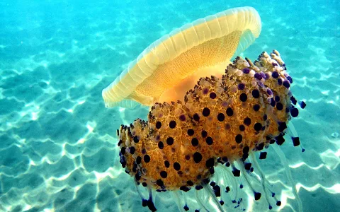 Eine gelbliche Qualle mit braun gepunkteter Haube und dunkel gespitzten Tentakeln schwimmt über einem hellen, sandigen Meeresboden im türkisfarbenen Wasser.