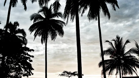 Silhouetten hoher Palmen vor einem bewölkten Himmel, am Rand ein flacher Busch und dunkles Laubwerk im Vordergrund.