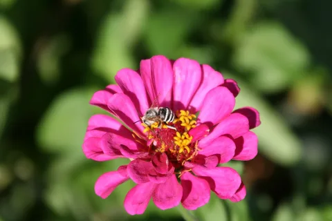 Eine schwarz-weiß gestreifte Biene sitzt auf einer pinkfarbenen Zinnienblüte mit gelben Staubblättern vor unscharf grünem Hintergrund.