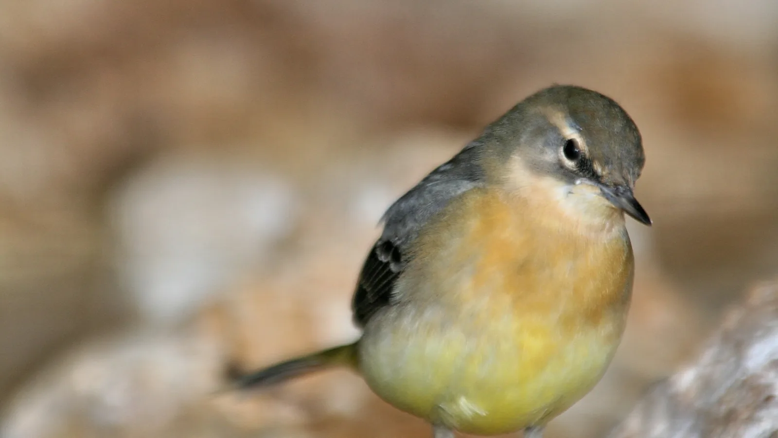Kleiner Vogel mit grauem Rücken und gelber Unterseite sitzt im Vordergrund vor unscharfem braunem Hintergrund, Schnabel nach rechts gerichtet.