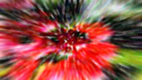 Rote Blüte mit grünen Rändern, radial verwischt im Zoomeffekt