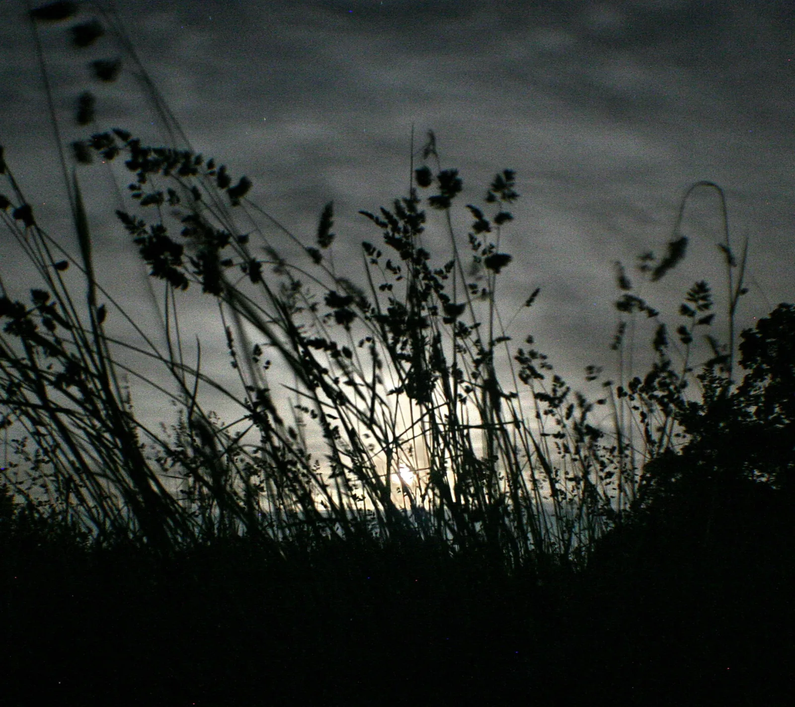 Schwarze Silhouetten hoher Grashalme und Ähren vor einem bewölkten Nachthimmel, dahinter scheint der Mond durch die Wolken.