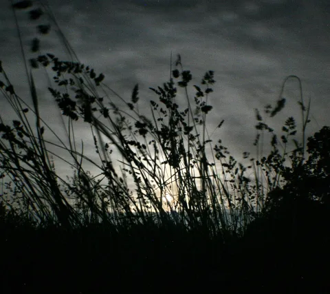 Schwarze Silhouetten hoher Grashalme und Ähren vor einem bewölkten Nachthimmel, dahinter scheint der Mond durch die Wolken.