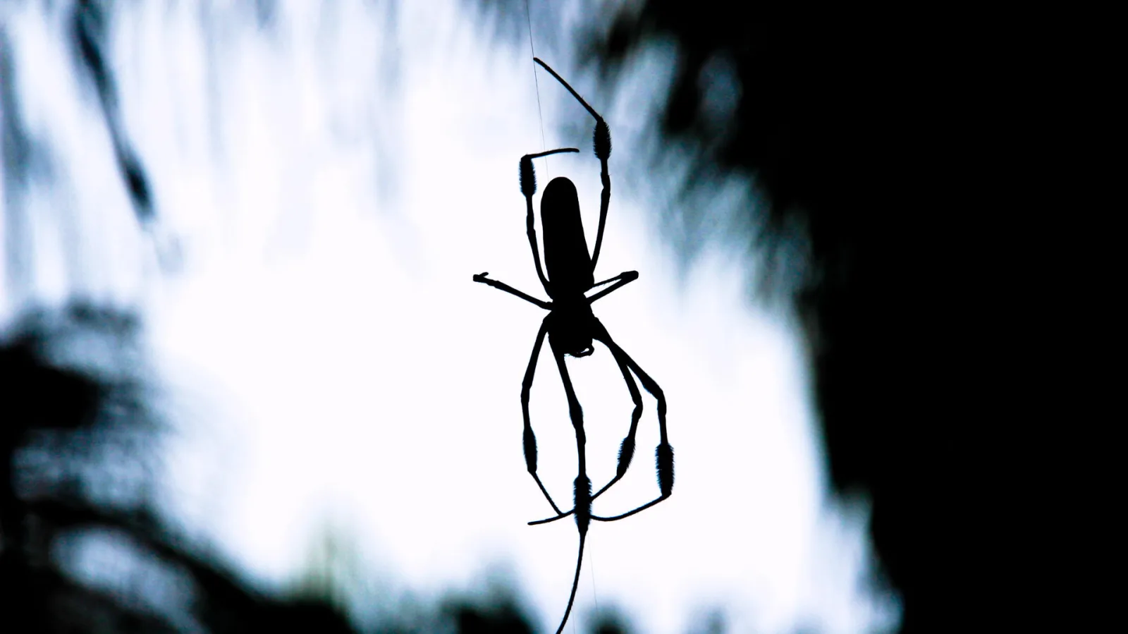 Schwarze Silhouette einer Spinne mit langen Beinen im Netz vor hellem, unscharfem Himmel und dunklem Blattwerk.