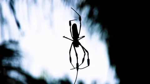 Schwarze Silhouette einer Spinne mit langen Beinen im Netz vor hellem, unscharfem Himmel und dunklem Blattwerk.