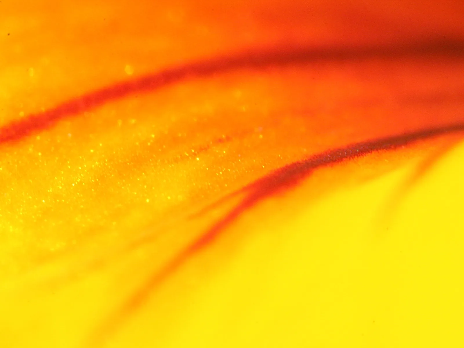 Makroaufnahme einer Blüte mit geschwungenen roten Linien und Fasern auf gelbem bis orangefarbenem Grund