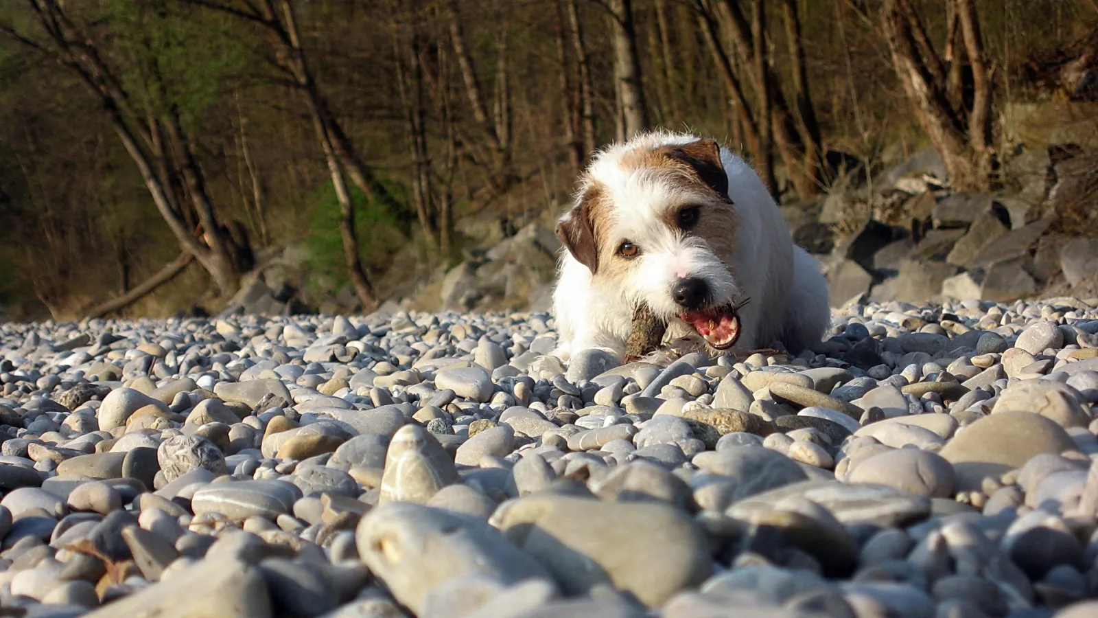 Weiß-braun gefleckter Terrier liegt auf einem Kiesstrand und kaut auf einem Stück Holz, im Hintergrund stehen kahle Bäume.