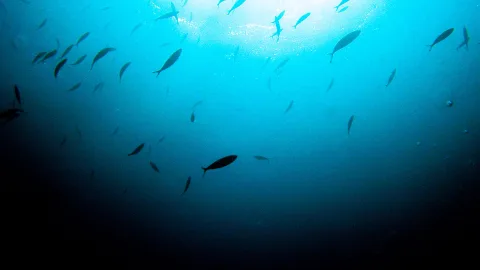 Unterwasseraufnahme mit einem Schwarm dunkler Fische, die von oben einfallendes Sonnenlicht durchschwimmen; nach unten wird das Wasser dunkel.