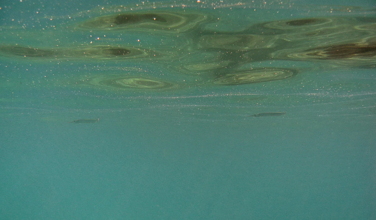Blick von unten auf eine Wasseroberfläche mit hellen Lichtreflexen und dunklen Schlieren, darunter zwei kleine Fische in türkisfarbenem Wasser.