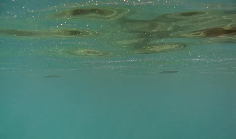 Blick von unten auf eine Wasseroberfläche mit hellen Lichtreflexen und dunklen Schlieren, darunter zwei kleine Fische in türkisfarbenem Wasser.