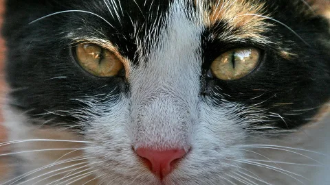 Nahaufnahme eines schwarz-weißen Katzengesichts mit bernsteinfarbenen Augen, rosa Nase und langen Schnurrhaaren.