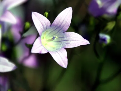 Eine einzelne lila Glockenblüte mit fünf spitzen Blütenblättern und gelbgrünem Zentrum, im Vordergrund vor unscharfem grünem Hintergrund mit weiteren Blüten.