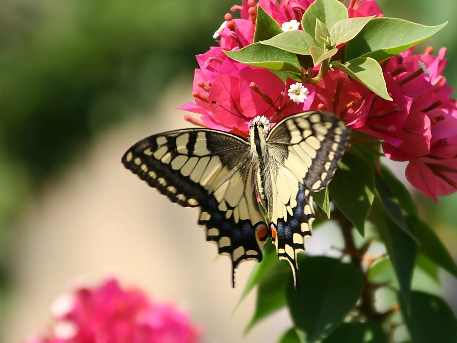 Ein Schwalbenschwanz mit ausgebreiteten gelb-schwarzen Flügeln sitzt auf pinken Bougainvillea-Blüten, im Hintergrund unscharfes Grün.