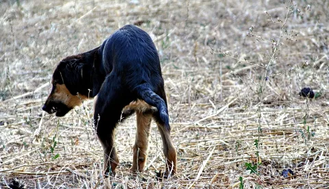 Schwarz-braun gefärbter Hund mit gesenktem Kopf und gekrümmtem Rücken auf einem trockenen Stoppelfeld, von hinten fotografiert.