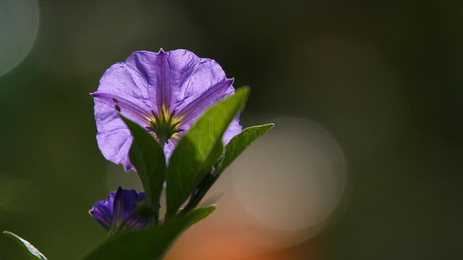 Violette Blüte mit gelbem Zentrum vor unscharfem grünem Hintergrund, von hinten beleuchtet, daneben grüne Blätter und eine zweite, kleinere Blüte.