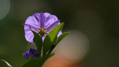 Violette Blüte mit gelbem Zentrum vor unscharfem grünem Hintergrund, von hinten beleuchtet, daneben grüne Blätter und eine zweite, kleinere Blüte.