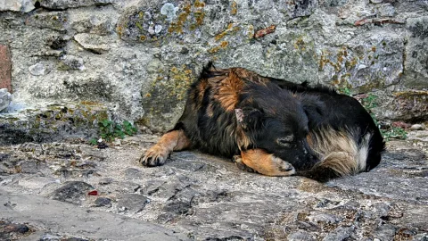 Ein schwarz-braun gefleckter Hund liegt eingerollt auf einem Steinpflaster vor einer Mauer aus grauem Naturstein mit gelbem Flechtenbewuchs.