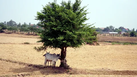 Zwei graue Rinder mit Hörnern stehen im Schatten eines großen grünen Baums auf einem trockenen, gelb-braunen Feld, im Hintergrund Palmen und einzelne Häuser unter diffusem Himmel.