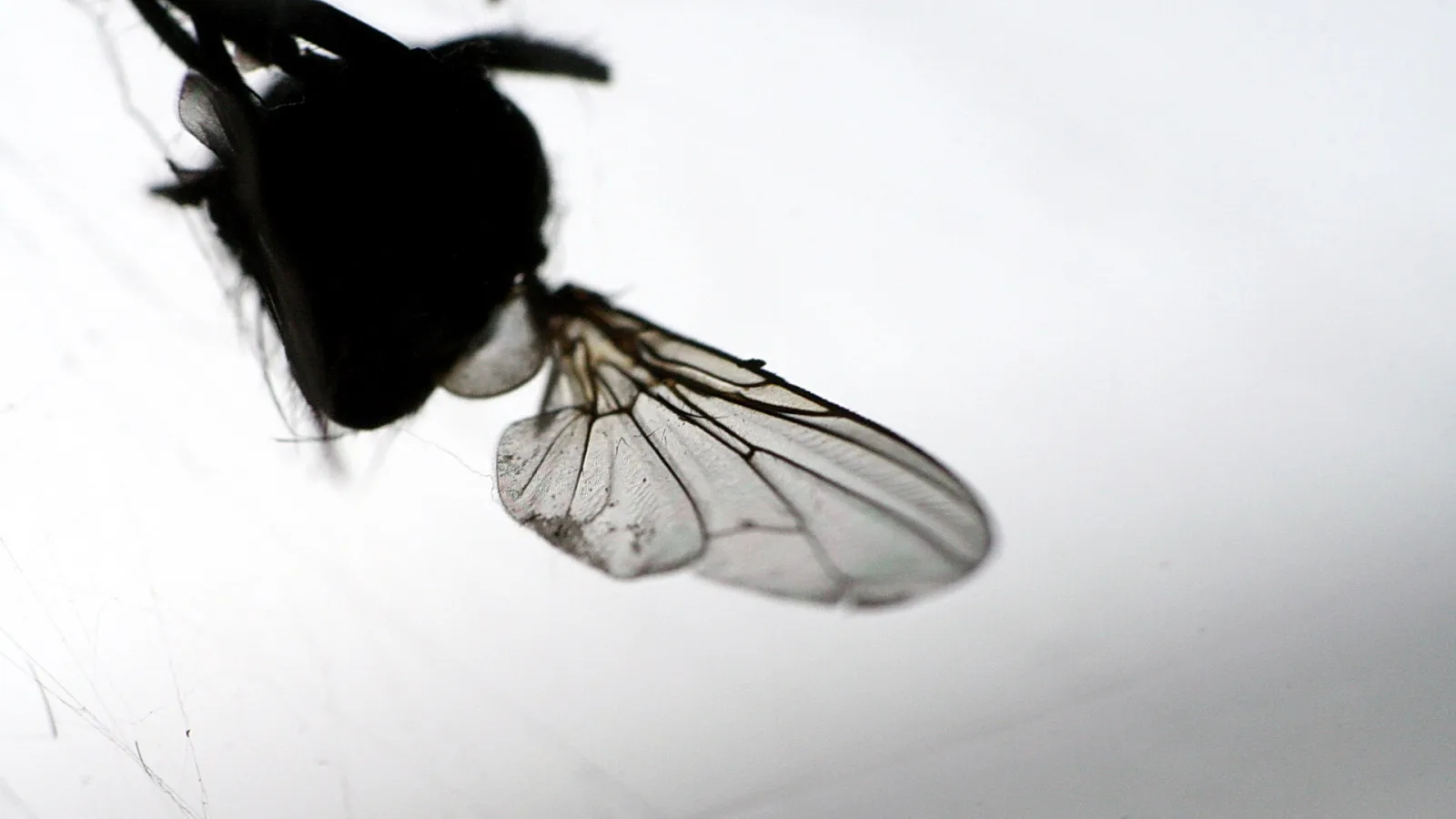 Schwarze Fliege mit durchscheinendem, geädertem Flügel vor hellem, grauweißem Hintergrund, Nahaufnahme