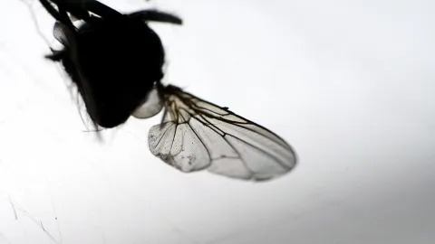 Schwarze Fliege mit durchscheinendem, geädertem Flügel vor hellem, grauweißem Hintergrund, Nahaufnahme
