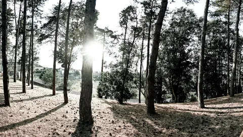 Hohe Pinienstämme auf einem sonnigen Hügel, die Sonne scheint zwischen den Bäumen hindurch, im Hintergrund sind Häuser zu sehen.