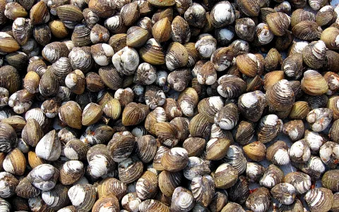 Dichter Haufen brauner und weißer Muscheln, dicht aneinandergedrängt und aus nächster Nähe fotografiert